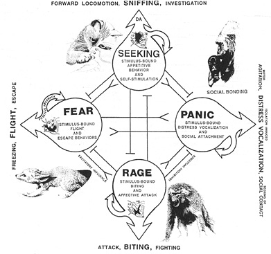 panksepp Panksepp's Figure 3.5, "The Major Emotional Systems."
